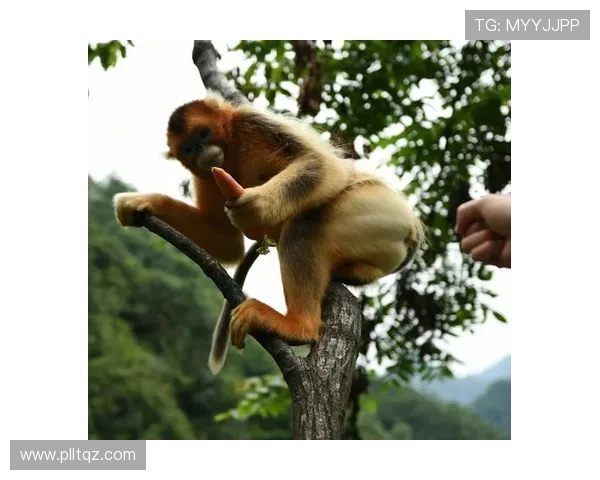 探秘跳水运动魅力与训练科学及竞赛策略全方位深度解析指南实用篇