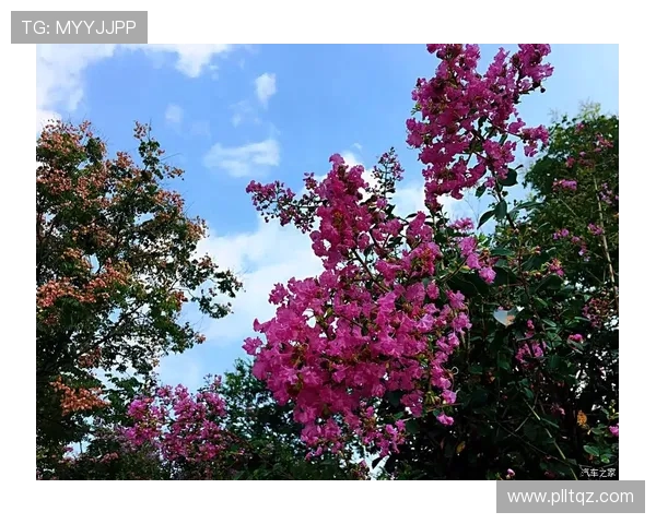 城市马拉松特别报道：北京飞盘队拼搏精神与奋斗历程的真实写照