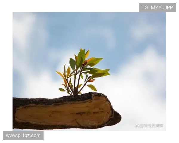 景菡一的成长之路：从平凡到卓越的蜕变与坚持